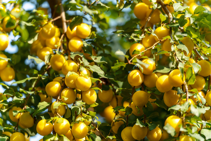 Nahaufnahme einer Vielzahl von kleinen, leuchtend gelben Mirabellen, die dicht an den Ästen eines Baumes hängen.