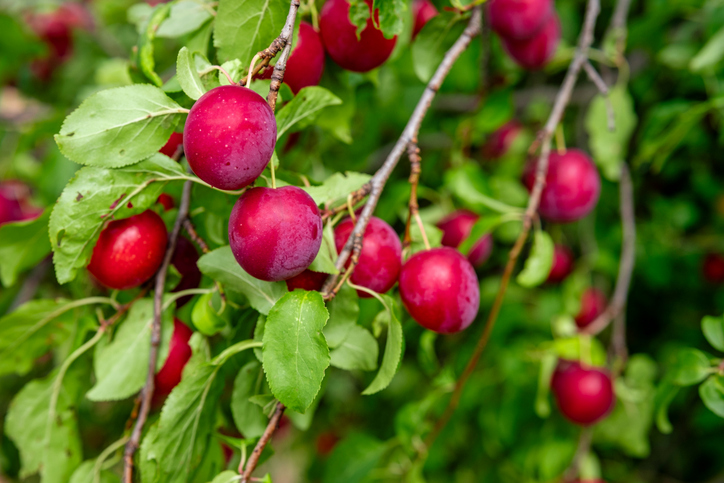 Mehrere leuchtend rote Pflaumen hängen an dünnen Zweigen eines Baumes vor einem unscharfen, grünen Hintergrund.