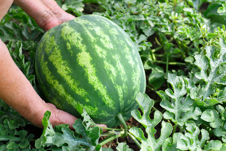 Hände heben eine große, grüne Wassermelone aus einem Gartenbeet mit Blättern.