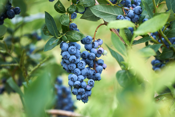 Mehrere pralle Blaubeertrauben hängen zwischen grünen Blättern an einem Zweig in der Natur.