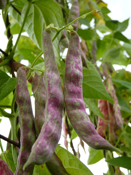 Mehrere lange, grün-violett gesprenkelte Bohnenschoten hängen an einer Kletterpflanze mit grünen Blättern.