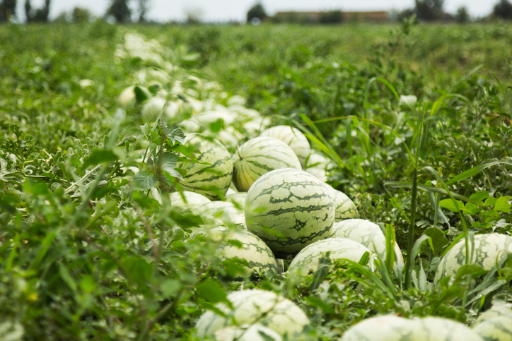 Zahlreiche reife Wassermelonen liegen auf einem grünen Feld bereit für die Ernte.