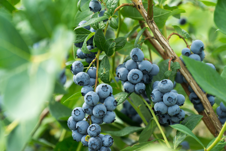 Ein langer Ast, an dem viele dichte Trauben reifer, hellblauer Blaubeeren hängen, umrahmt von unscharfem Grün im Hintergrund.