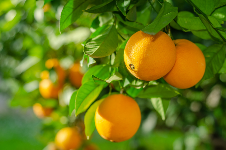Ein paar saftige Orangen hängen bei hellem Tageslicht an einem Baum und heben sich vom grünen Hintergrund ab.