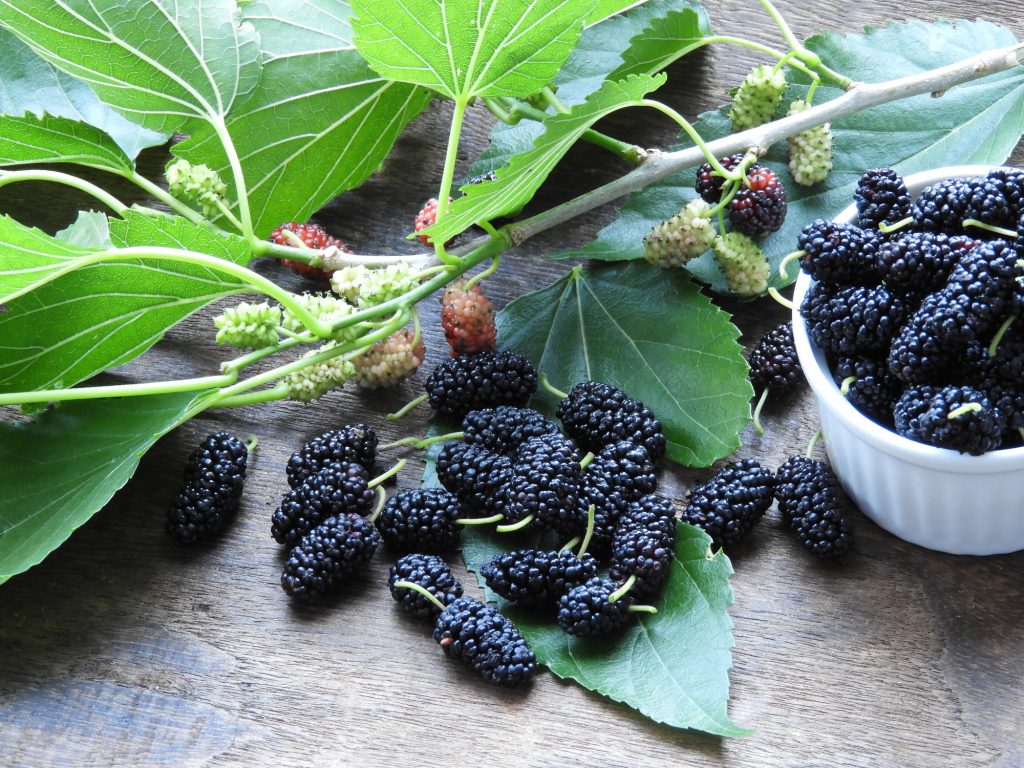 Ein Zweig mit grünen Blättern und reifen, dunklen Maulbeeren liegt neben einer kleinen weißen Schale voller Früchte auf einem hölzernen Untergrund.