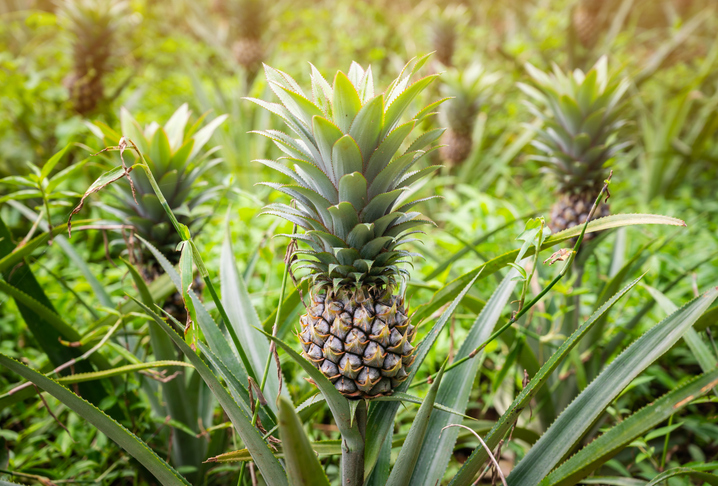 Eine Nahaufnahme einer einzelnen Ananas-Frucht, die zentral auf ihrer Pflanze im Feld wächst.