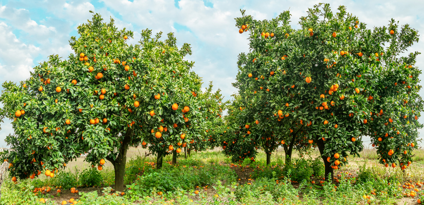 Ein sonnendurchfluteter Orangenhain mit zahlreichen reifen Früchten an den dicht belaubten Bäumen.