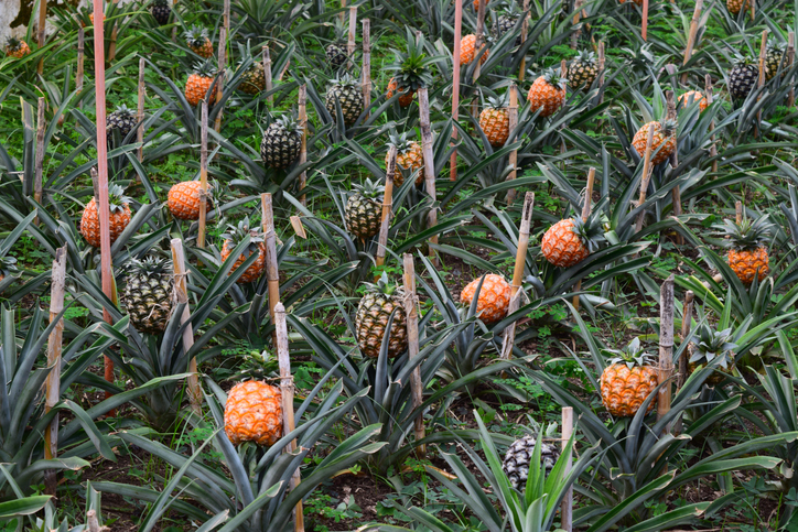 Ein weites Feld mit Ananas-Pflanzen, deren Früchte an Stöcken emporwachsen.