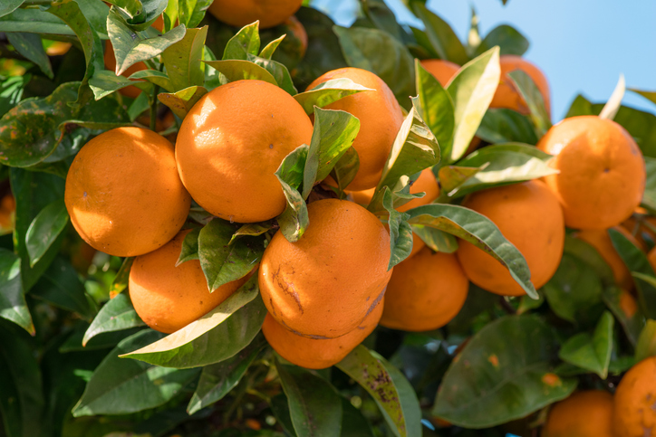 Nahaufnahme einer Gruppe von prallen, leuchtend orangefarbenen Früchten, die von grünen Blättern umgeben am Ast hängen.