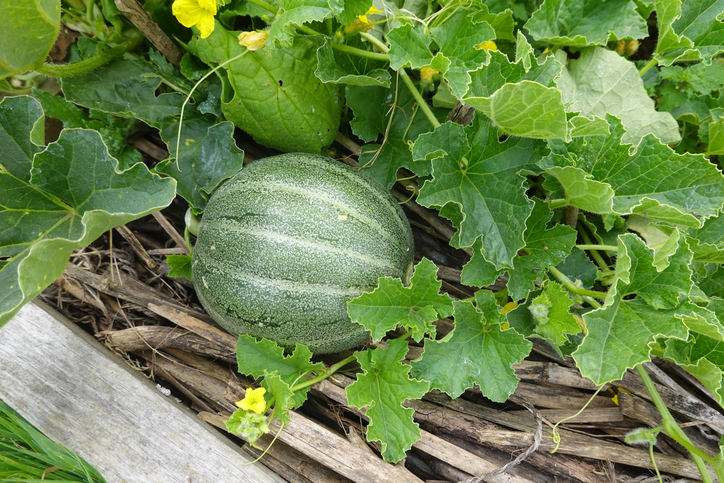 Eine kleine, noch grüne Honigmelone wächst gut geschützt zwischen den großen Blättern im Gartenbeet.