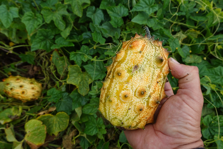Eine Hand hält eine reife, gelb-orange Kiwano-Frucht direkt über der Pflanze im Garten.