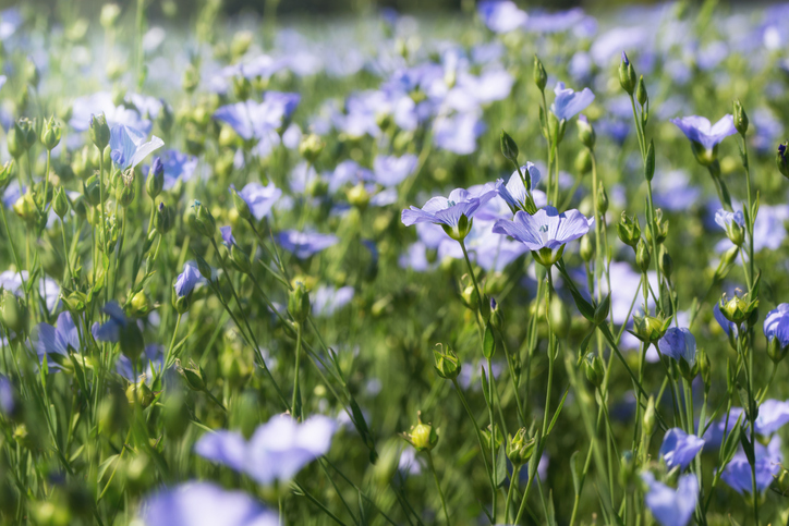 Ein wunderschönes, sonnendurchflutetes Feld mit zarten hellblauen Blüten, die aus den Pflanzen wachsen, aus denen später die Leinsamen reifen.