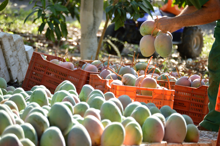 Geerntete Mangos in Kisten und eine Person mit frisch gepflückten Früchten