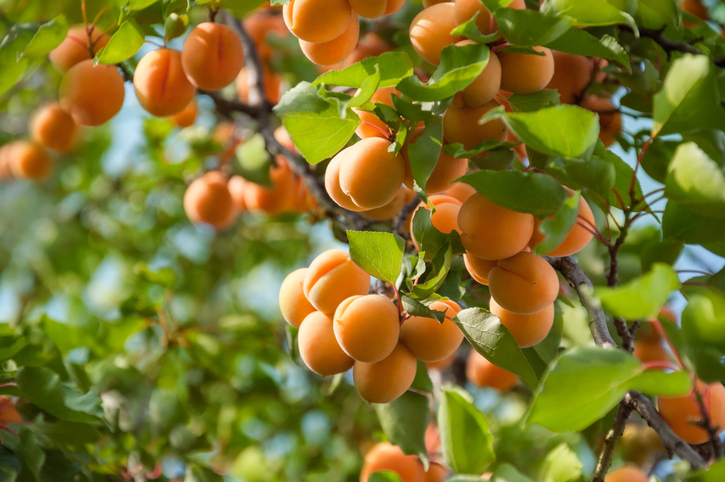 Zahlreiche reife Aprikosen hängen zwischen grünen Blättern an einem Baum