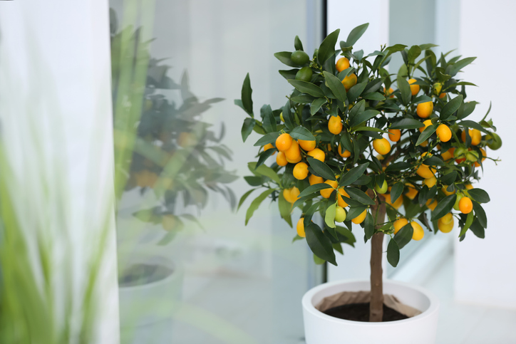 Kumquat-Baum im weißen Topf mit zahlreichen orangefarbenen Früchten