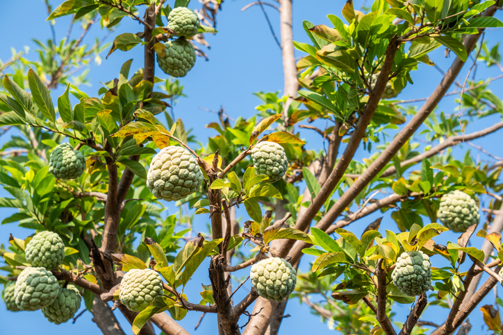 Zahlreiche grüne Cherimoya-Früchte an einem Baum vor blauem Himmel