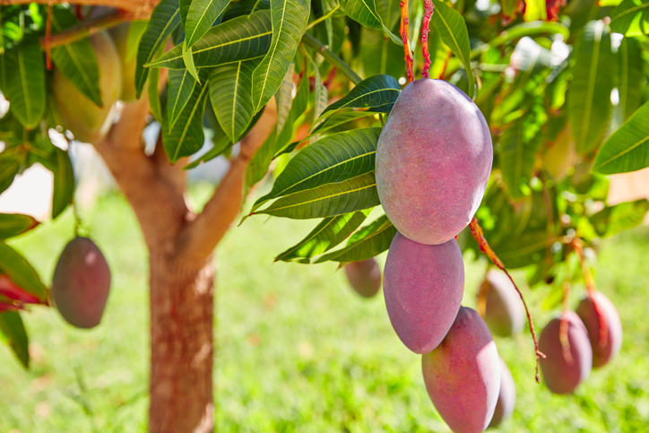 Dunkelrote Mangos hängen an einem Baum mit langen grünen Blättern