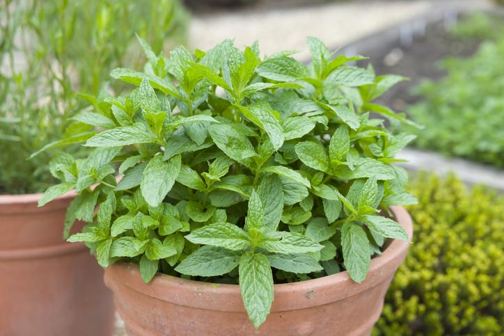 Üppig wachsende Minze in einem Terrakottatopf im Garten