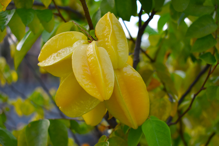 Gelbe Karambole-Früchte hängen zwischen grünen Blättern am Baum