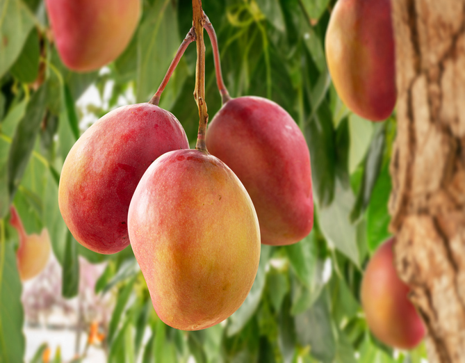 Mehrere rotgelbe Mangos hängen an einem Baum zwischen grünen Blättern