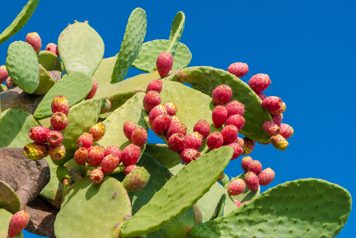 Grüner Feigenkaktus mit zahlreichen roten Kaktusfeigen vor blauem Himmel