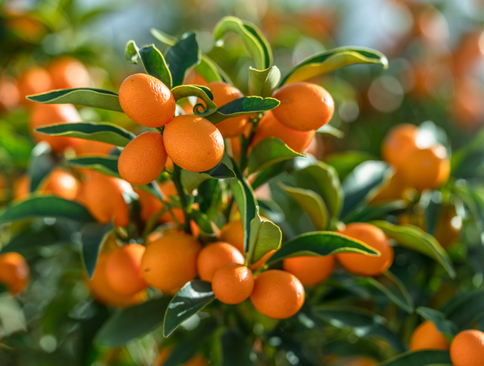 Orangefarbene Kumquats zwischen grünen Blättern an einem Baum