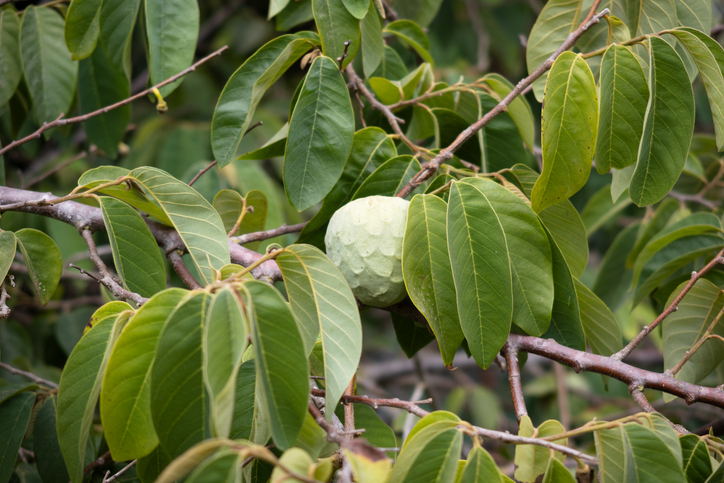 Unreife Cherimoya zwischen großen grünen Blättern an einem Baum