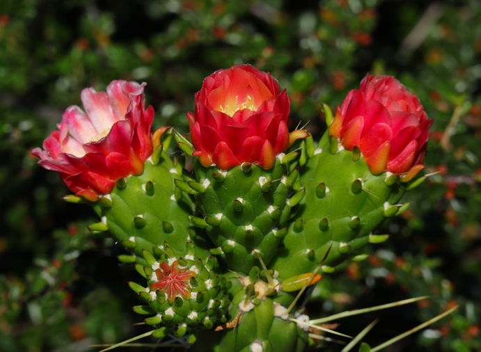 Rote Blüten an einem grünen Feigenkaktus