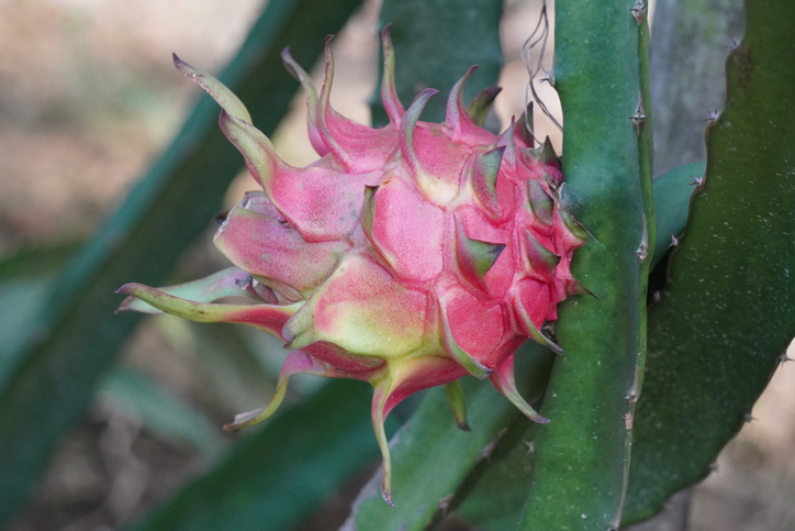 Eine pinke Pitahaya hängt an einem grünen Kaktus und ist noch ungeöffnet.