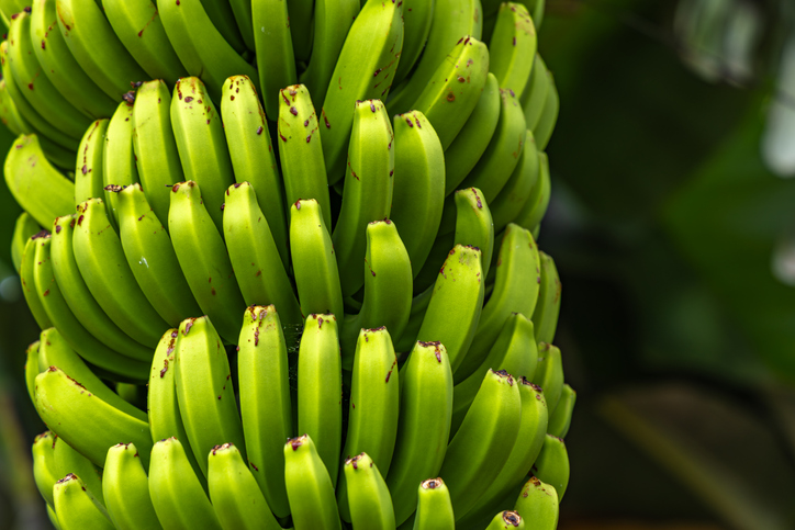 Unreife grüne Bananen wachsen dicht an einer Bananenstaude in tropischer Umgebung.