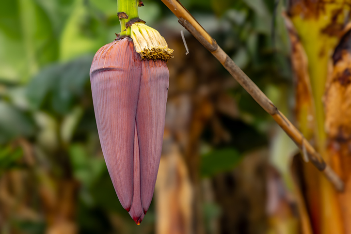 Große violette Bananenblüte an einer Bananenpflanze mit grünen Blättern im Hintergrund.
