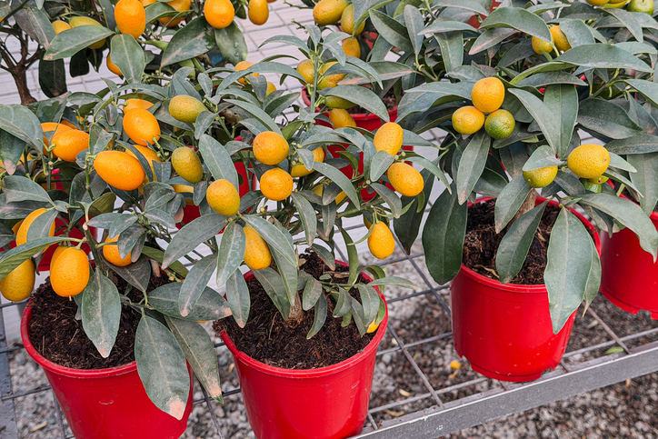 Mehrere Kumquat-Bäumchen mit orangefarbenen und grünen Früchten in roten Pflanztöpfen