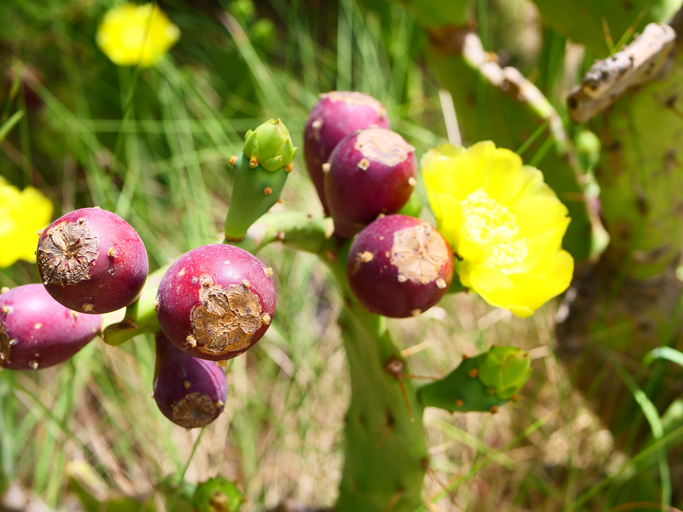 Violette Kaktusfeigen und gelbe Blüte an einem Feigenkaktus
