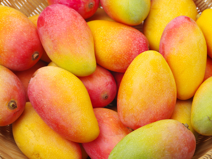 Mehrere gelbrote Mangos dicht an dicht in einer Schale