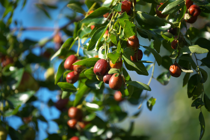 Rotbraune Jujube-Früchte hängen an einem sonnigen Zweig