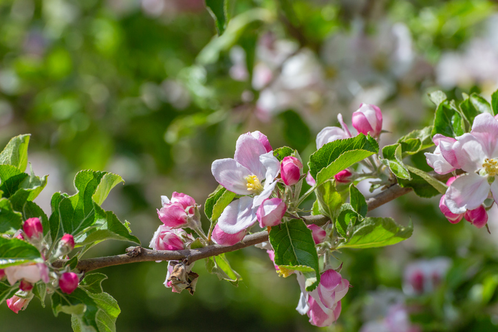 Rosa-weiße Apfelblüten und geschlossene Knospen an einem Zweig mit frischen grünen Blättern am Apfelbaum.