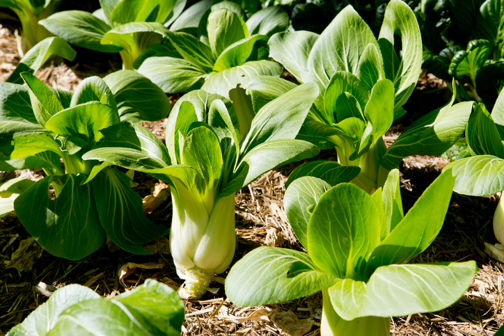 Frischer Pak Choi wächst in einem Beet im Freiland zwischen Mulch und Erde