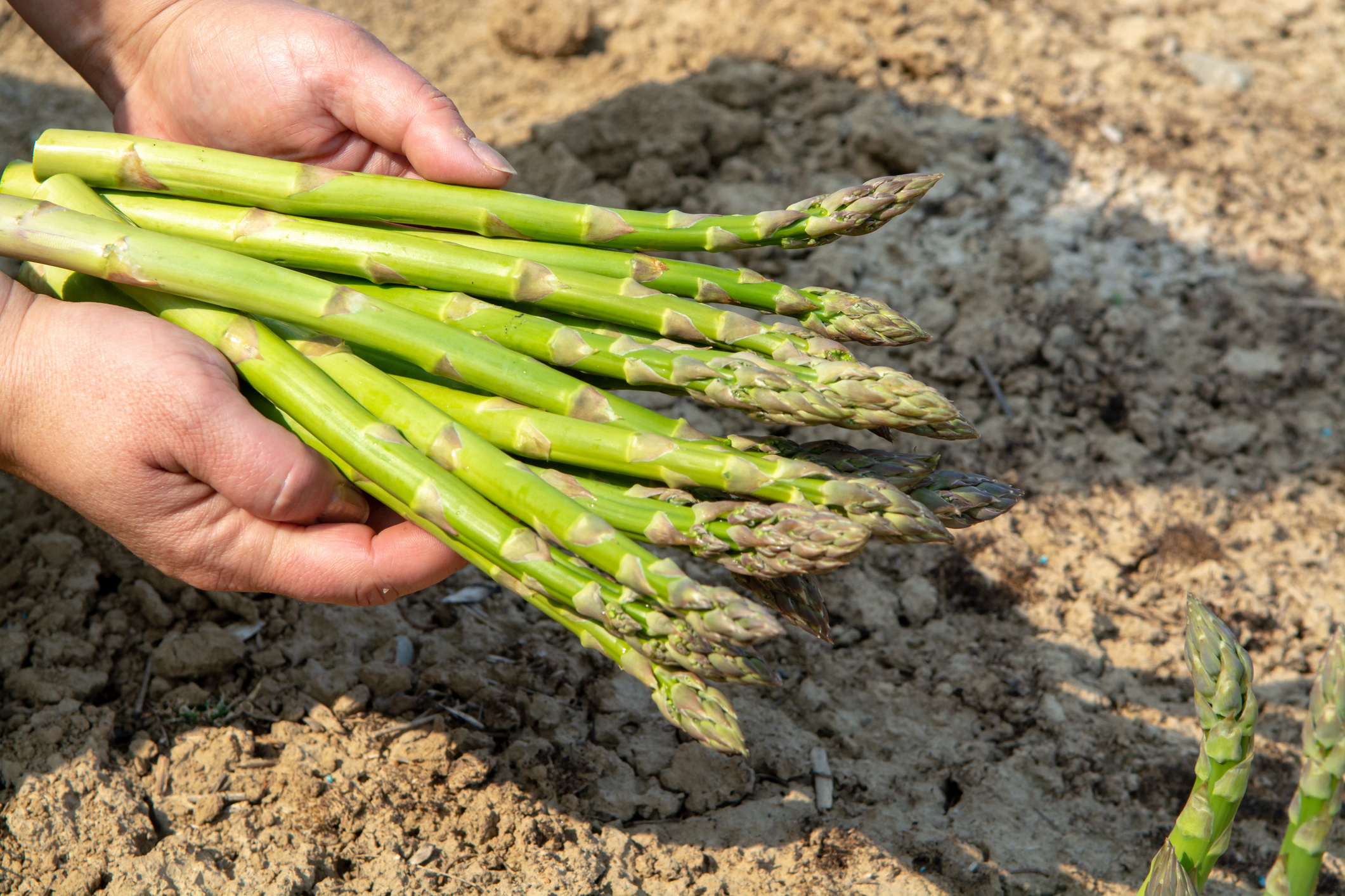 Grüner Spargel – gesundes Gemüse mit kräftigem Geschmack