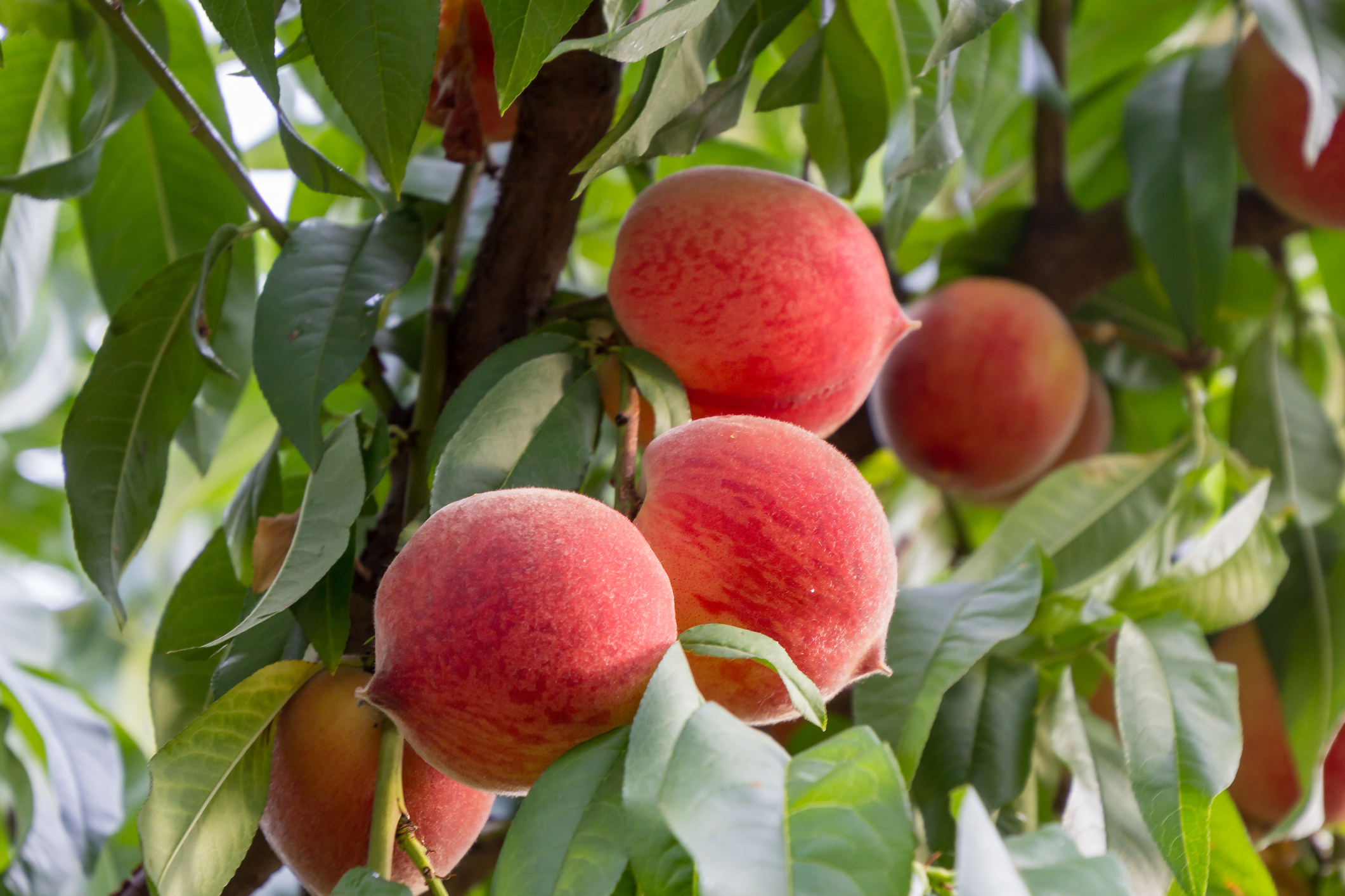 Pfirsich – was in der beliebten Sommerfrucht steckt