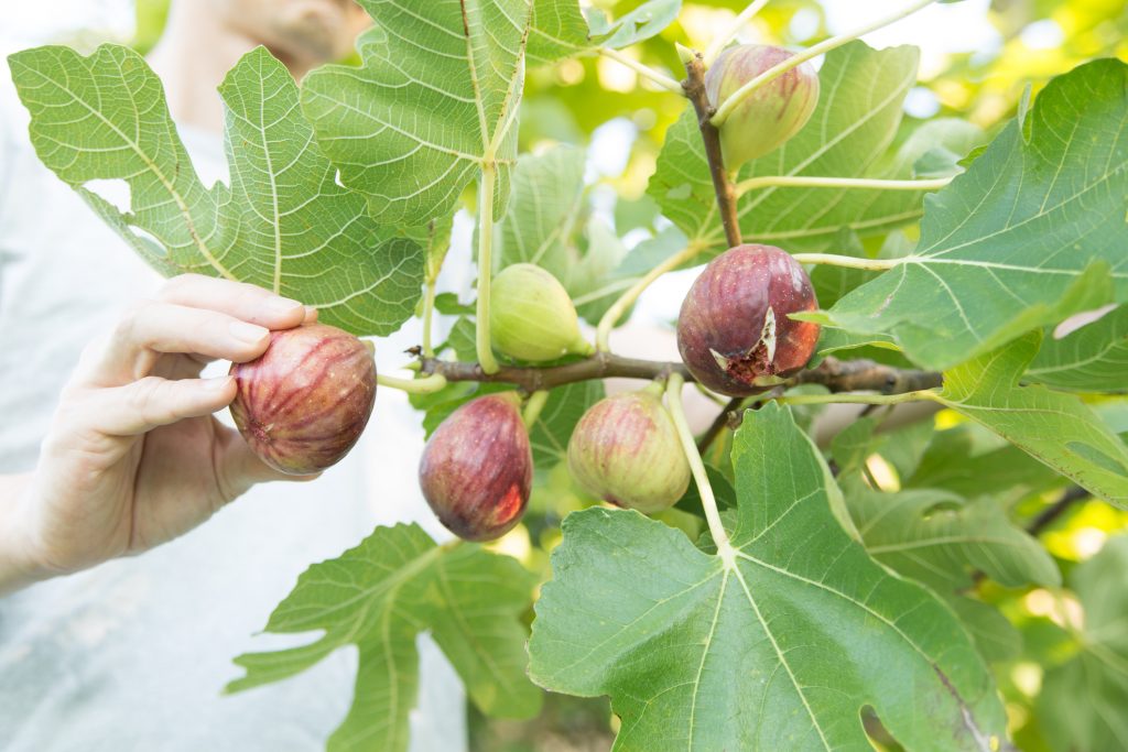 Feigen bei der Ernte - Bildnachweis: :okugawa – Stock-ID: 2172082774 – Lizenz erworben am: 06.06.2025