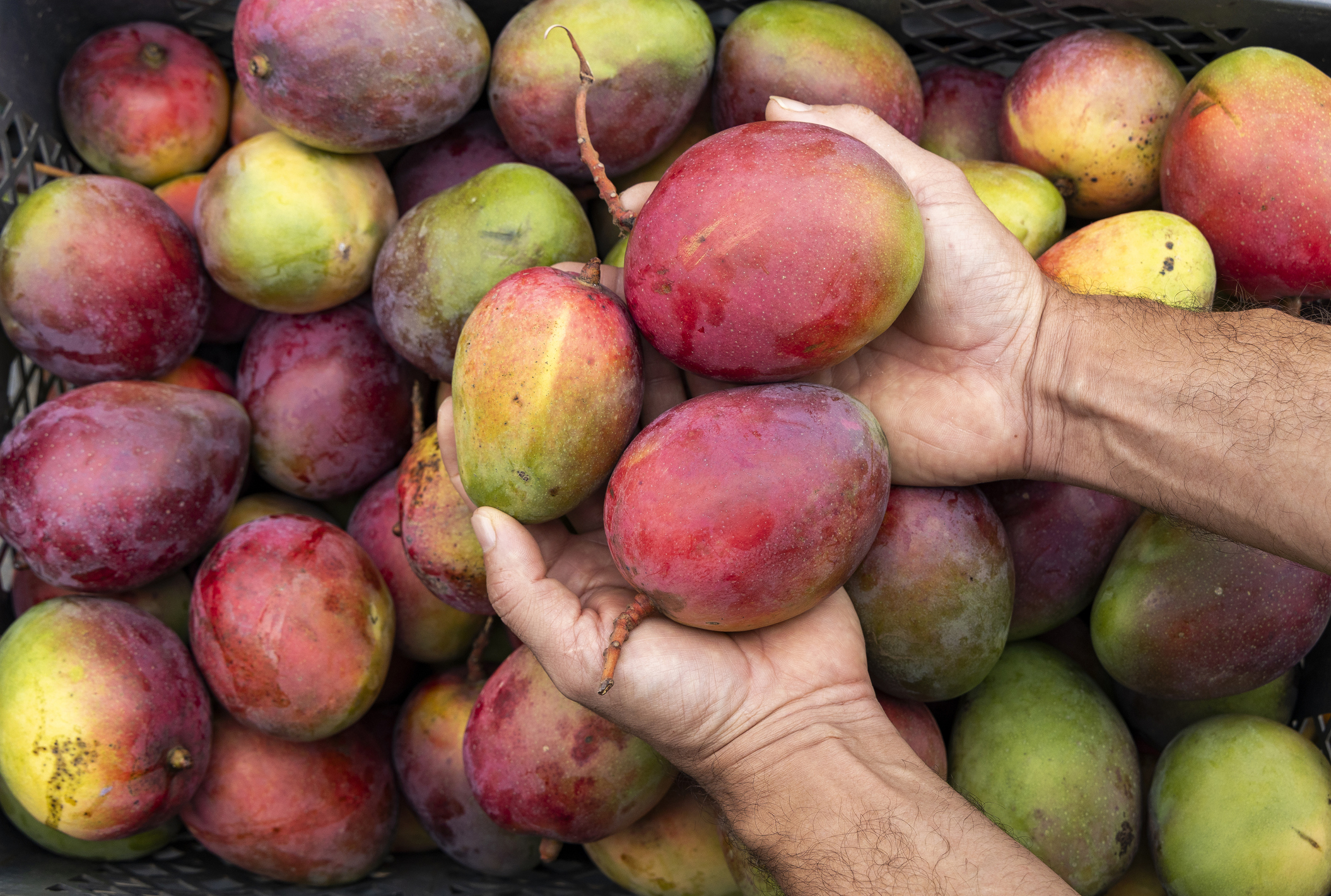 Mango als Lebensmittel – Exotischer Genuss mit vielen gesundheitlichen Vorteilen