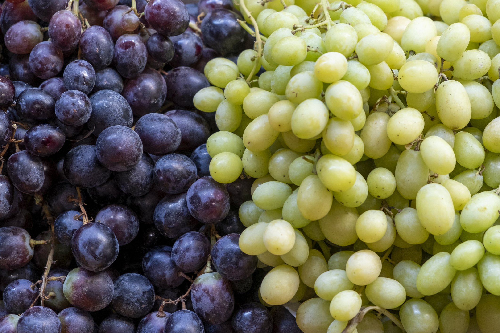 Weintrauben - Bildnachweis: Mario Elias Munoz Valencia – Stock-ID: 2211132300 – Lizenz erworben am: 04.06.2025