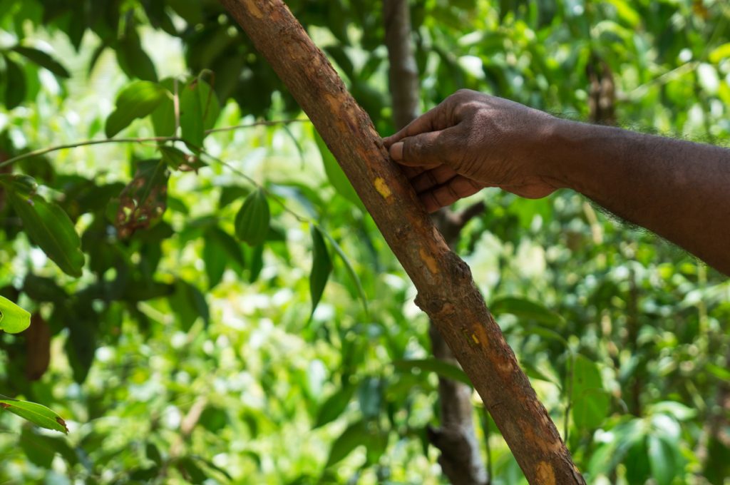 Hand eines Arbeiters schält die Rinde eines Zimtbaums in Sri Lanka, um Zimt zu gewinnen.