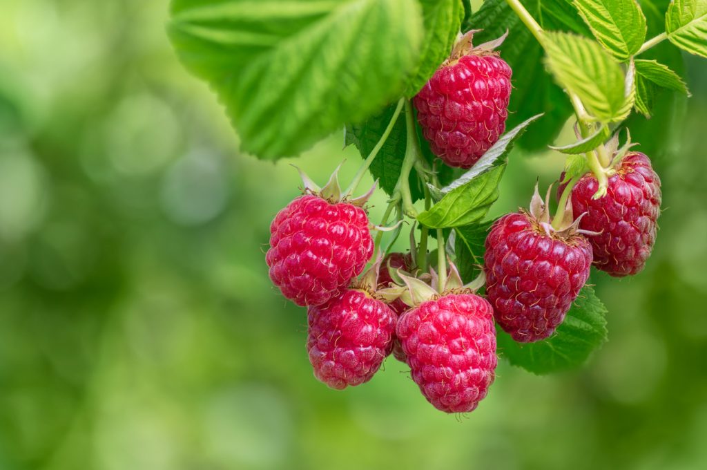 Mehrere reife, rote Himbeeren hängen an einem Strauch mit grünen Blättern, fotografiert vor unscharfem, grünem Hintergrund.