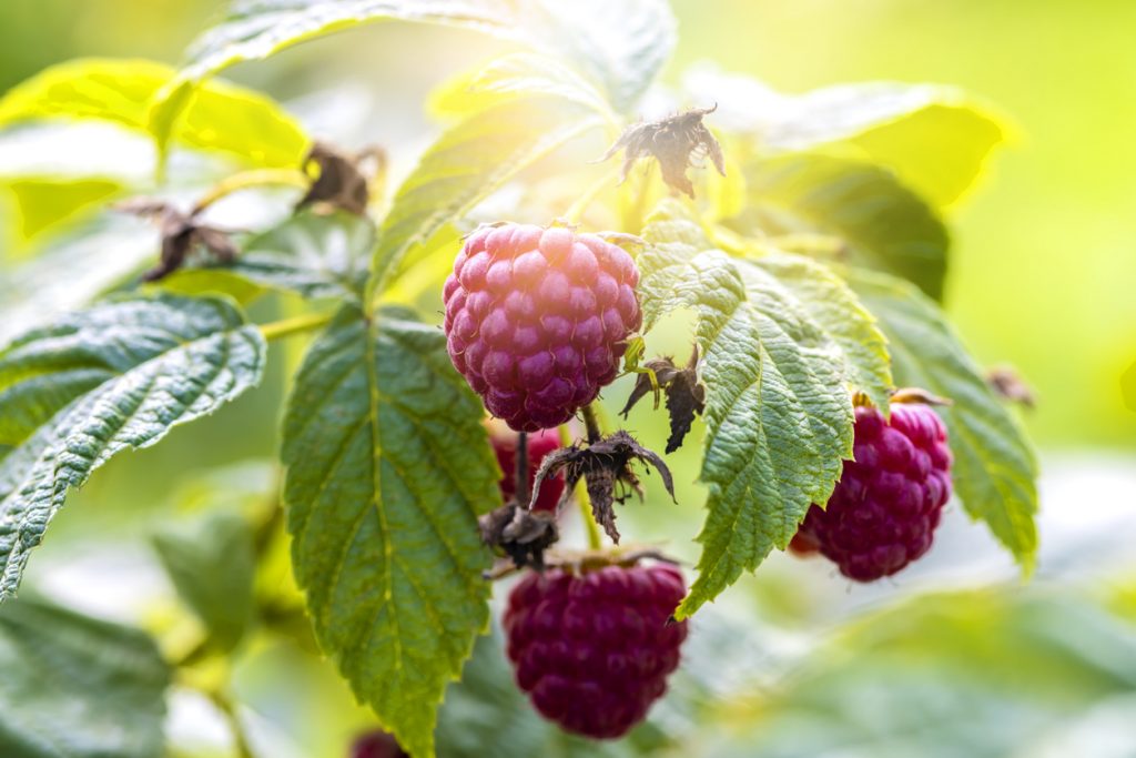 Mehrere rote Himbeeren hängen an einem grünen Strauch mit großen Blättern, beleuchtet von warmem Sonnenlicht im Hintergrund.