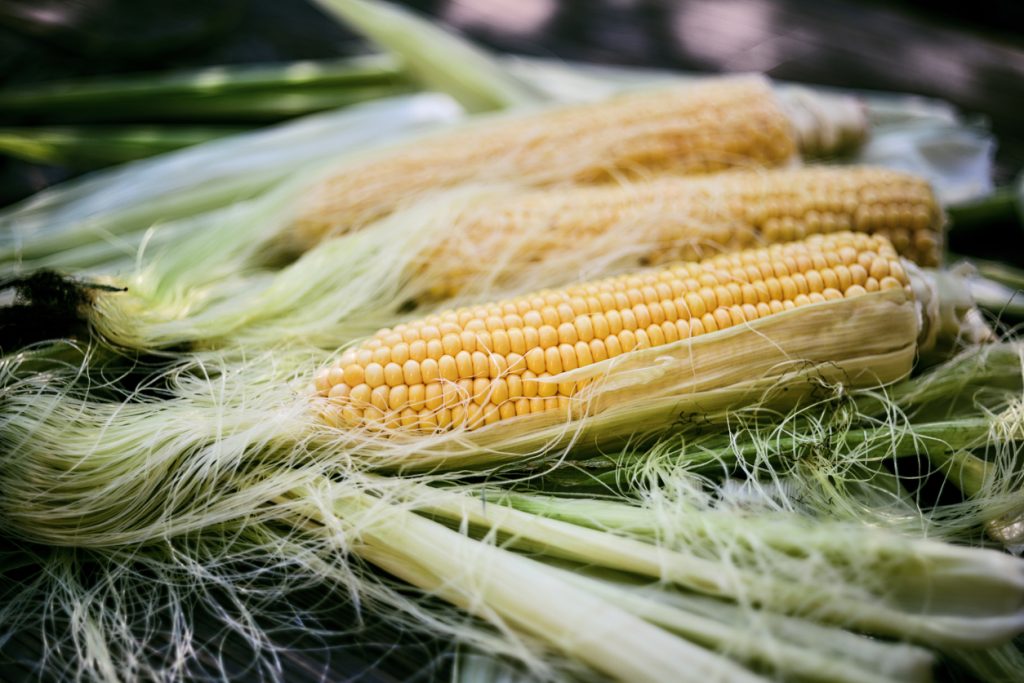 Teilweise geschälte gelbe Maiskolben mit grünen Blättern und Maisseide in Nahaufnahme.