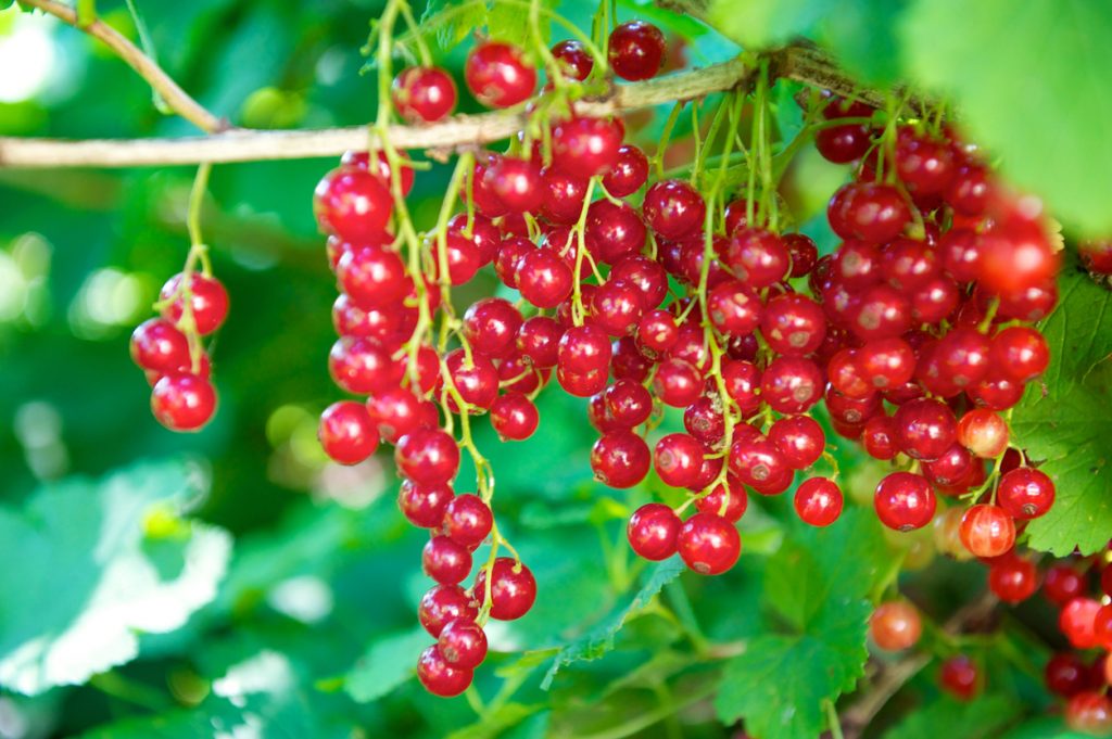 Rote Johannisbeeren hängen in dichten Trauben an einem Strauch im Garten.