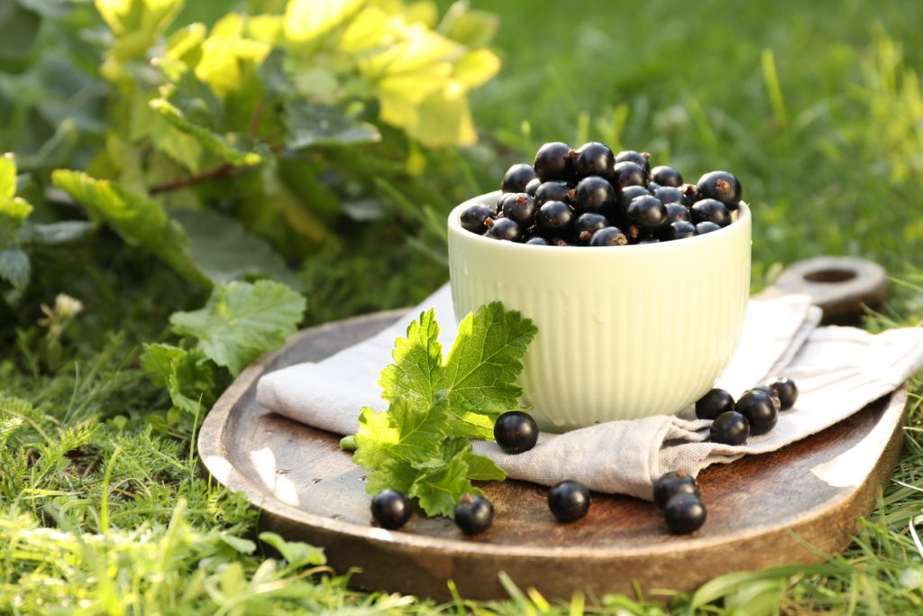 Schwarze Johannisbeeren in einer weißen Schale, dekoriert mit Blättern, auf einem Holztablett im Grünen.