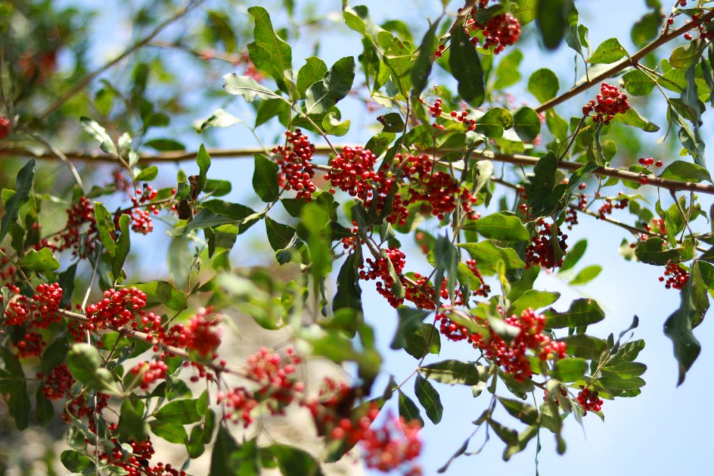 Zweige mit roten Pfefferbeeren am Baum