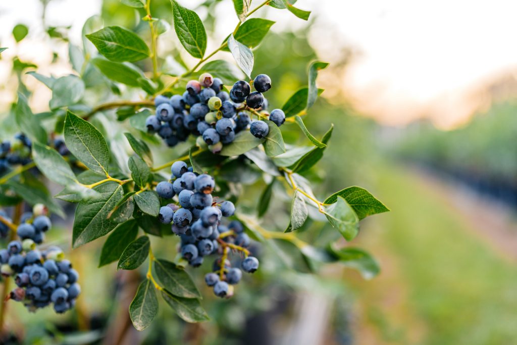 Reife Heidelbeeren hängen an einem Strauch, im Hintergrund eine Plantage in unscharfer Ansicht.
